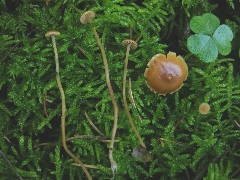 Galerina da determinare n0044(2007).